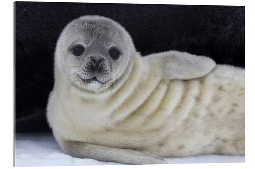 Gallery print Weddell seal pup