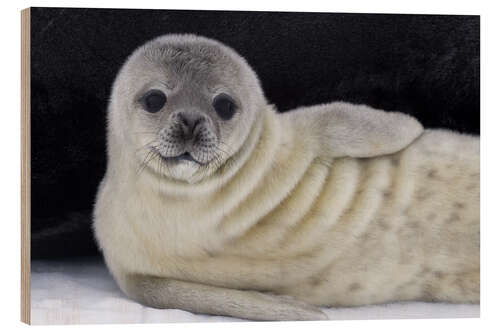 Wood print Weddell seal pup