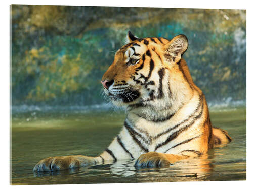 Acrylglasbild Tiger liegt im Wasser