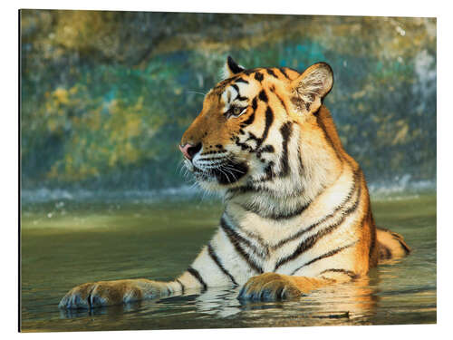 Aluminium print Tiger lying in the water