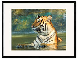 Framed art print Tiger lying in the water
