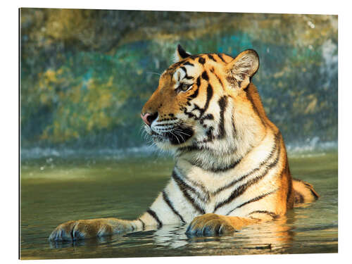 Gallery print Tiger lying in the water