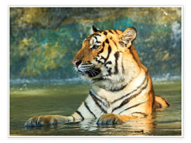 Print  Tiger lying in the water