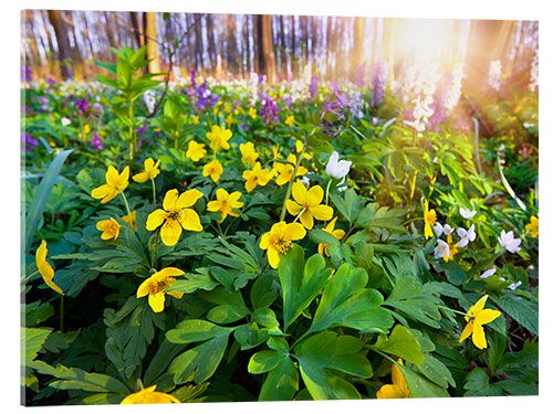 Obraz na szkle akrylowym Blooming forest soil