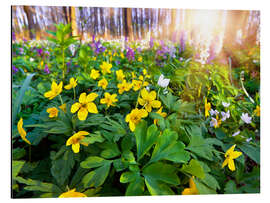 Magnettafel Blühender Waldboden