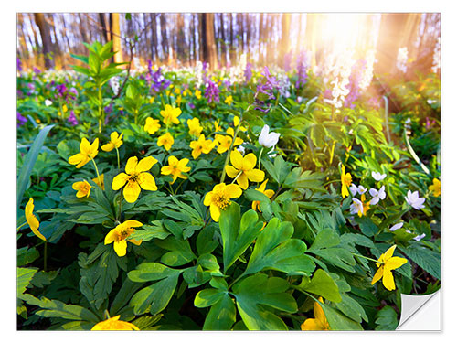 Selvklæbende plakat Blooming forest soil