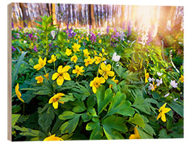 Trebilde Blooming forest soil