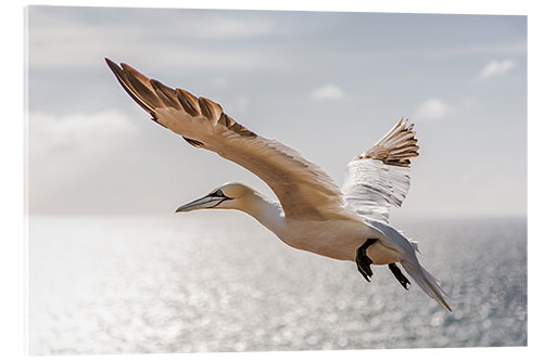 Quadro em acrílico Gannets on Helgoland I