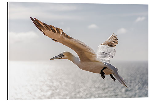 Aluminium print Gannets on Helgoland I