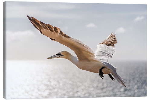 Obraz na płótnie Gannets on Helgoland I