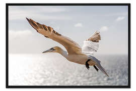 Gerahmter Kunstdruck Basstölpel auf Helgoland I