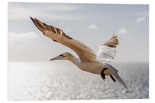 Foam board print Gannets on Helgoland I