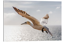 Tableau en plexi-alu Gannets on Helgoland I