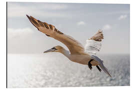 Magnettafel Basstölpel auf Helgoland I