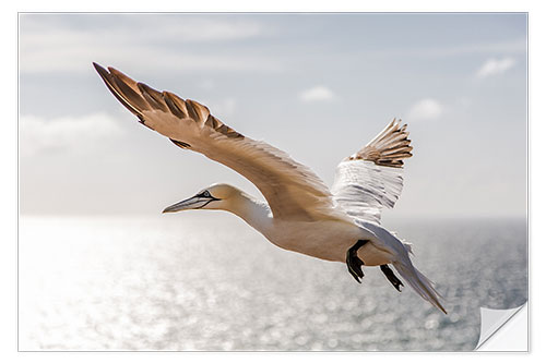 Naklejka na ścianę Gannets on Helgoland I