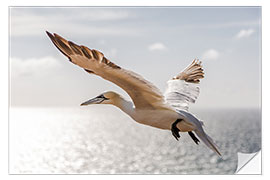 Selvklebende plakat Gannets on Helgoland I