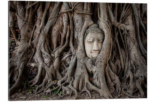 Galleriprint Buddha head in Ayutthaya