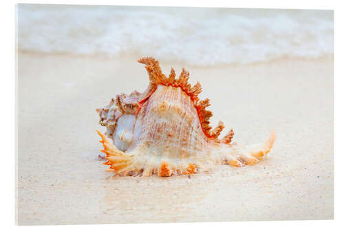 Tableau en verre acrylique Funny sea shell