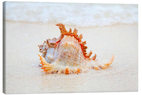 Canvas print Funny sea shell