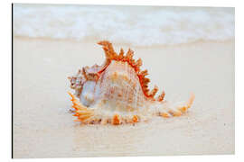 Magnettafel Lustige Muschel