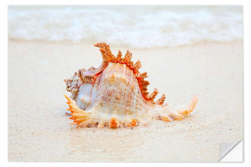 Vinilo para la pared Funny sea shell