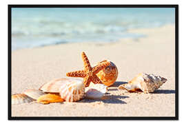 Gerahmter Kunstdruck Seestern und Muscheln I