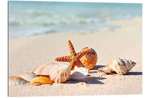 Galleriataulu Starfish and Shells I