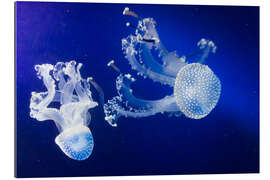 Gallery print jellyfish