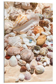 Gallery print Pearl on a seashell