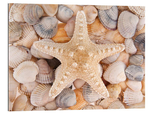 Galleritryk Starfish on cockleshells