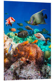 Foam board print Coral reef in the Maldives