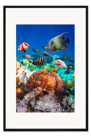 Gerahmter Kunstdruck Korallenriff auf den Malediven