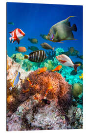 Gallery print Coral reef in the Maldives