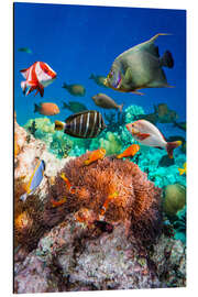 Magnettafel Korallenriff auf den Malediven