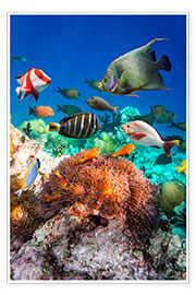 Tableau  Récif corallien aux Maldives