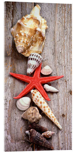 Tableau en verre acrylique Coquillages sur une planche en bois