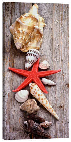 Canvas print Shells on a wooden board