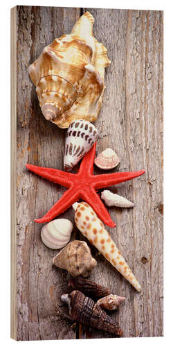 Trätavla Shells on a wooden board