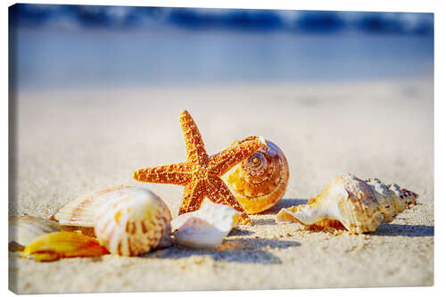 Canvas-taulu Starfish and Sea Shells III