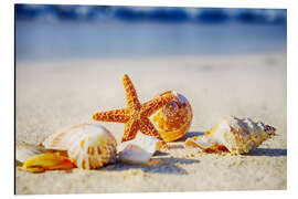 Magnettafel Seestern und Muscheln III