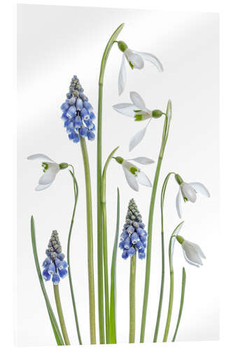 Acrylic print Snowdrops and Muscari