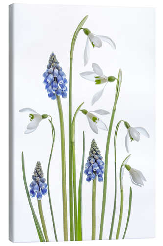 Stampa su tela Snowdrops and Muscari