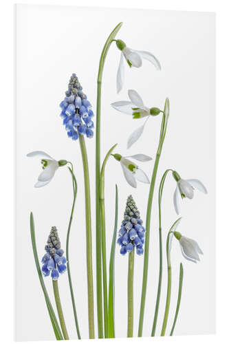 Foam board print Snowdrops and Muscari