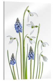 Quadro em plexi-alumínio Snowdrops and Muscari