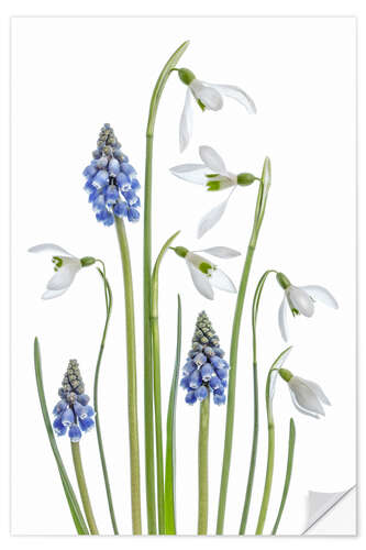 Selvklebende plakat Snowdrops and Muscari