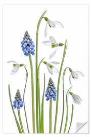 Wall sticker Snowdrops and Muscari