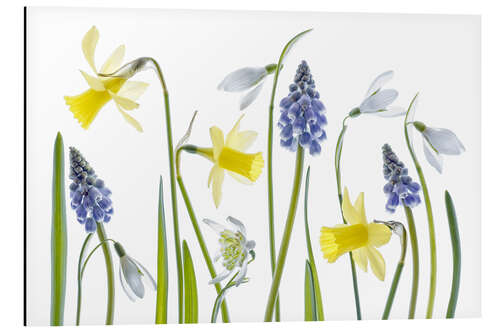 Tableau en aluminium Spring flora