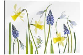 Gallery print Spring flora