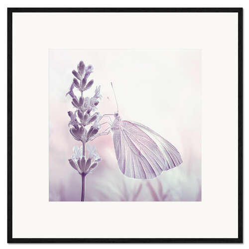Gerahmter Kunstdruck Schmetterling an einer Blume, (Detail)