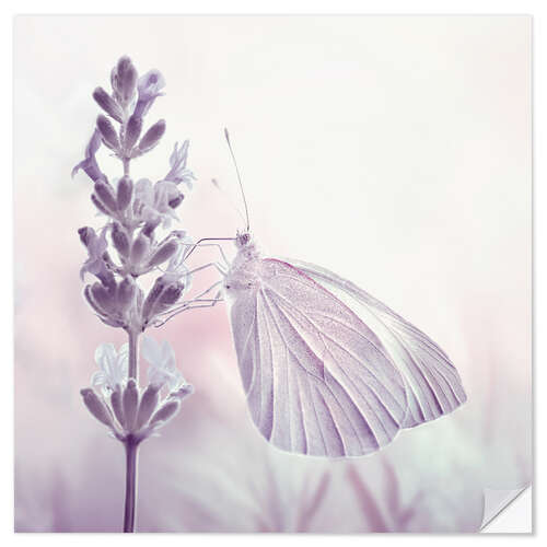 Wall sticker Butterfly on a flower, (detail)